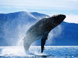 Ballena Jorobada / Humpback Whales