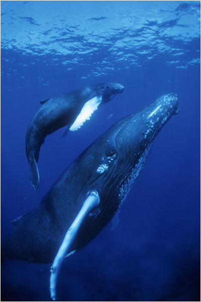 Puerto Vallarta Humpback Whale