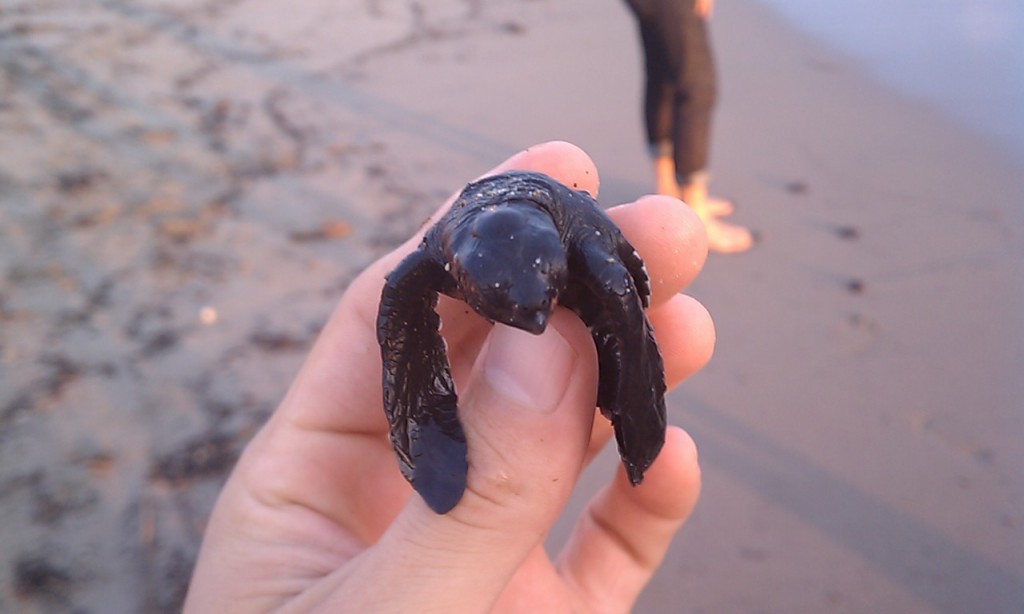 Tortuga Puerto Vallarta