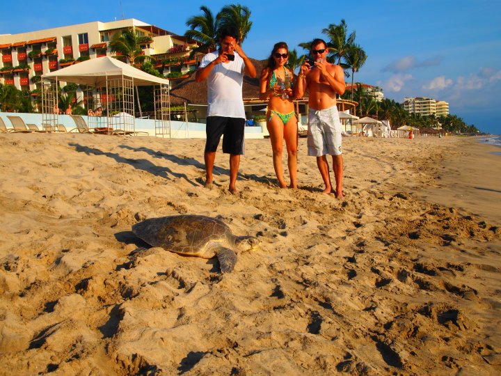 Liberacion de tortugas golfinas