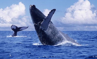 Whales jumping in the Bay of Banderas