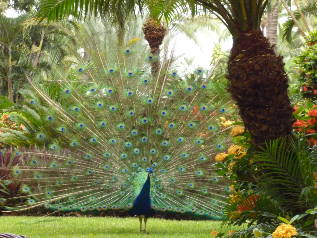 Our Fauna - Peacock