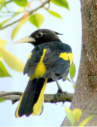 Avistamiento de Aves