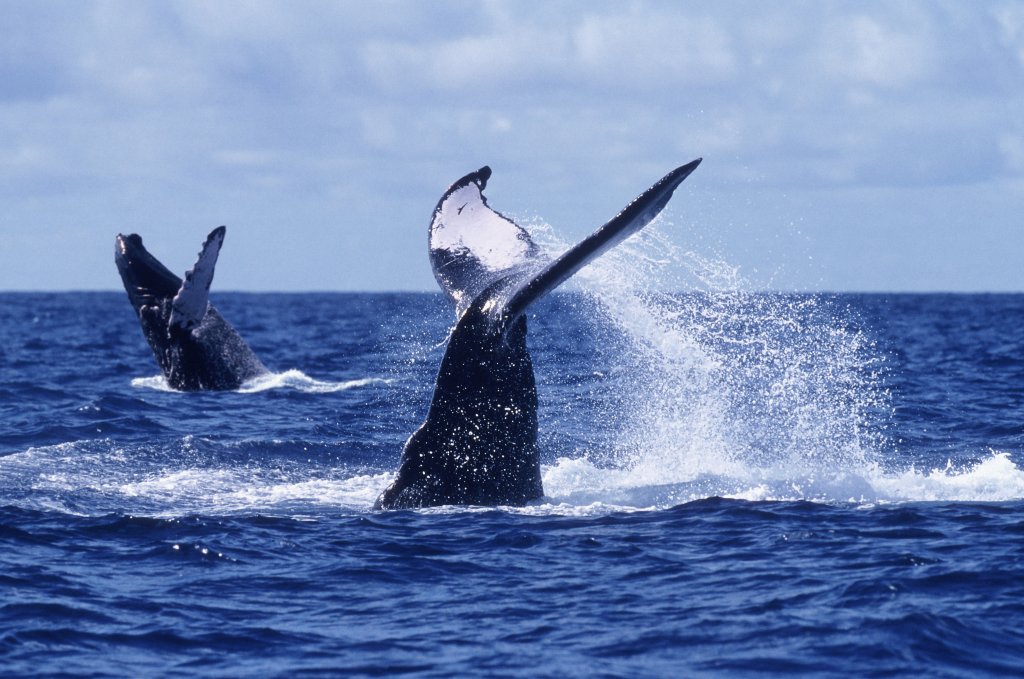 avistamiento de ballenas vallarta-nayarit