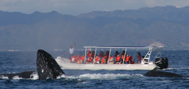 avistamiento de ballenas en vallarta nayarit