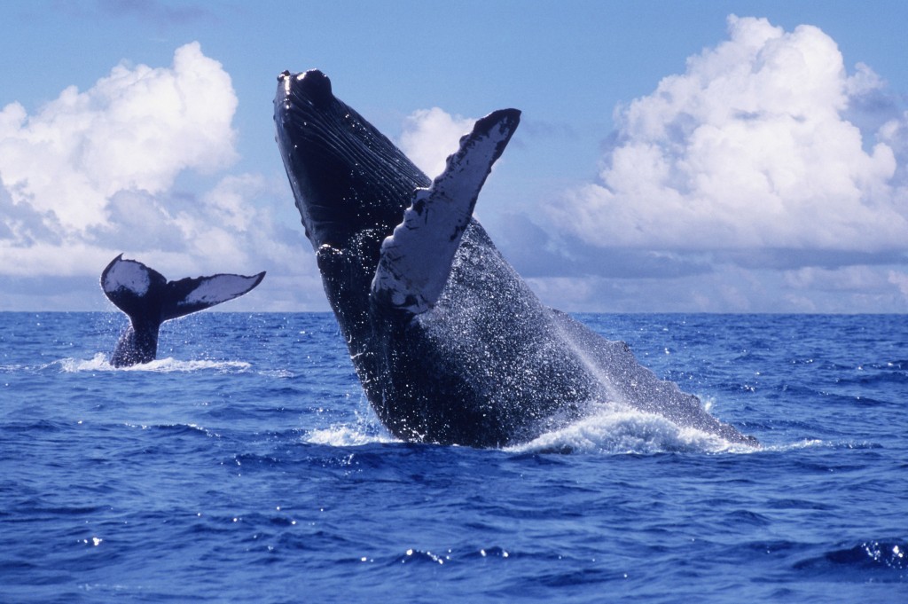 avistamiento de ballenas en vallarta nayarit