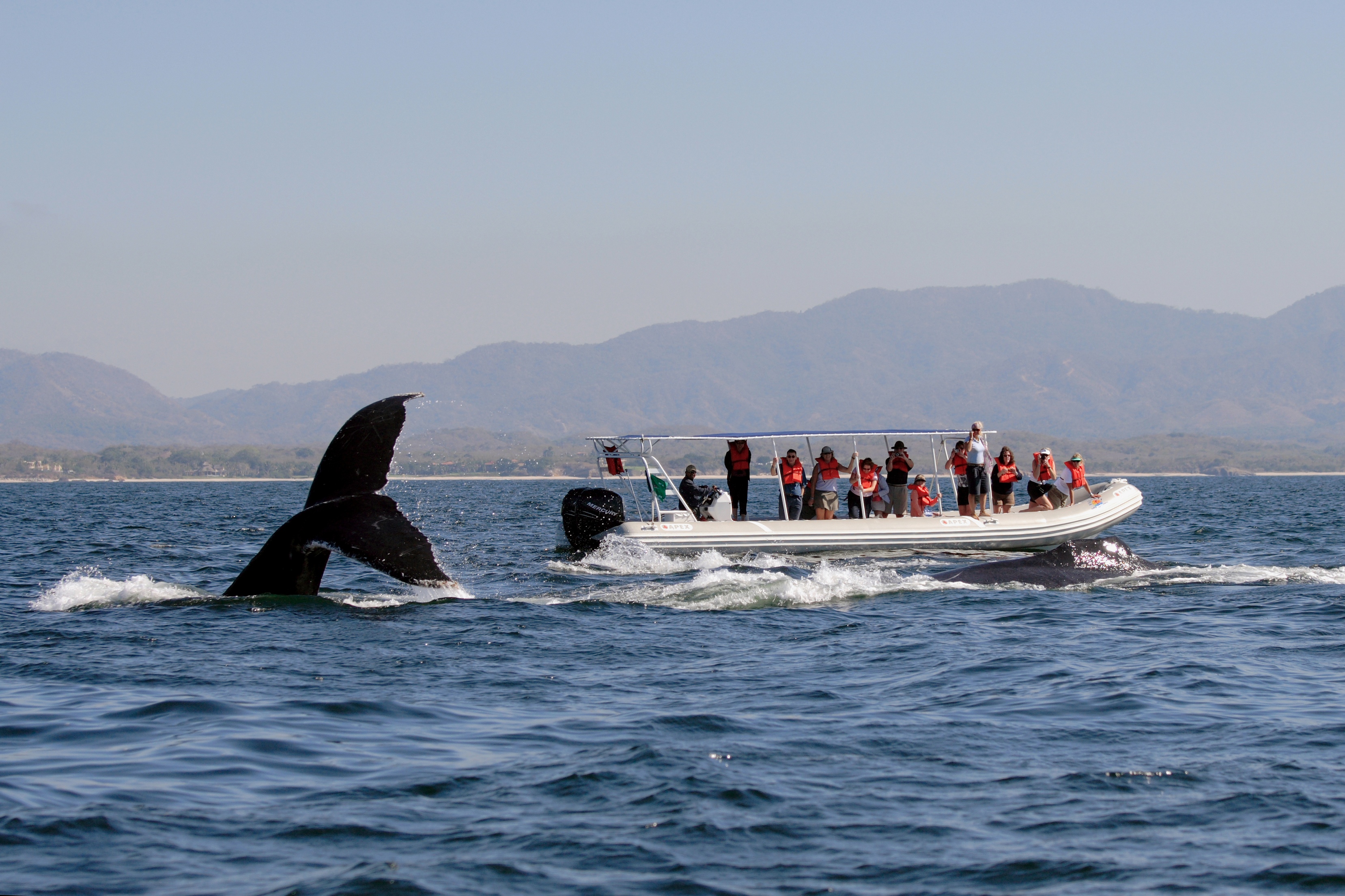 whales at vallarta