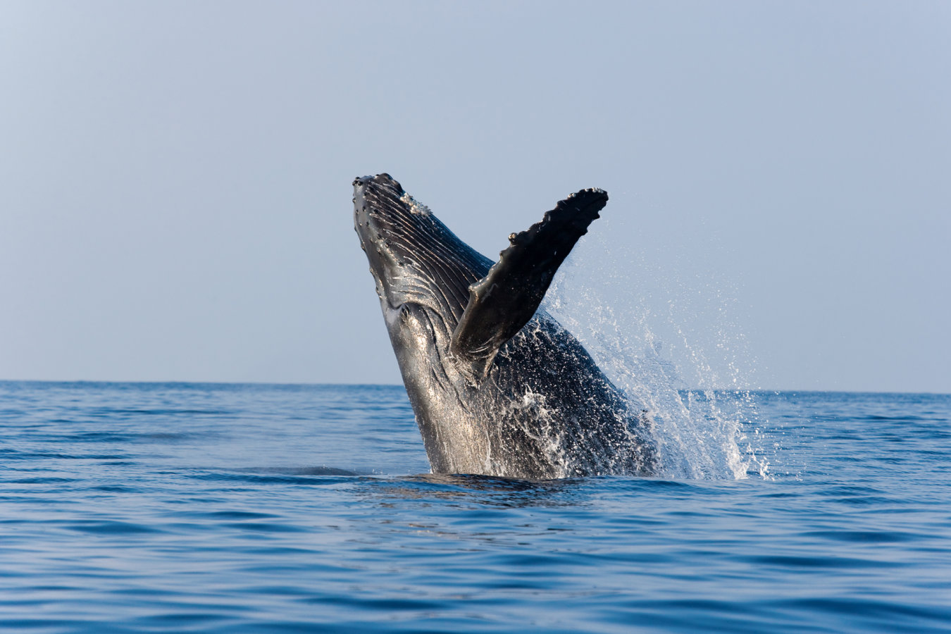 whale watching in Puerto Vallarta