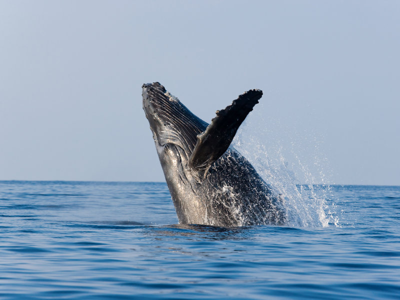 whale watching in Puerto Vallarta