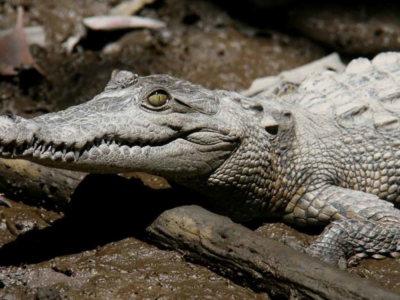 10 animales salvajes que merodean en Puerto Vallarta