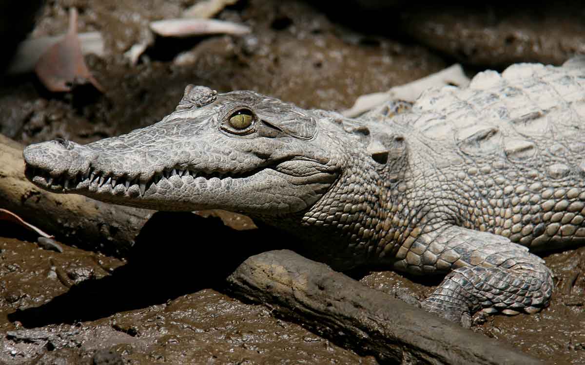 10 animales salvajes que merodean en Puerto Vallarta