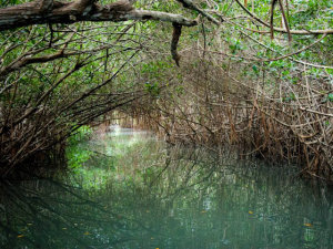 Puerto Vallarta Estuary Mangrove & Rain Forest River Tours