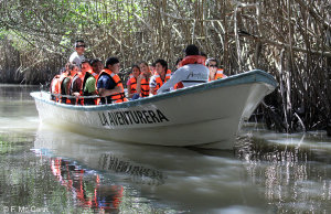 Puerto Vallarta Estuary Mangrove & Rain Forest River Tours