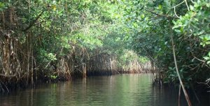 Puerto Vallarta Estuary Mangrove & Rain Forest River Tours