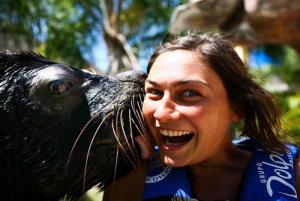 Puerto Vallarta Sea Lions Are Among the Friendliest in the World