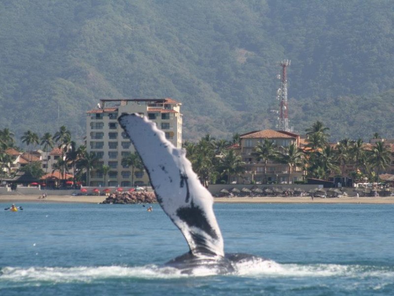 Puerto Vallarta Whale watching