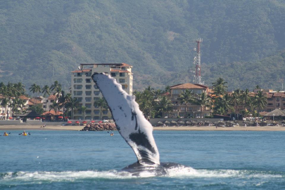 Puerto Vallarta Whale watching