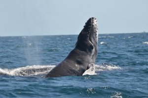 vallarta-whale-watching
