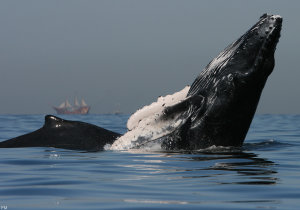 avistamiento de ballenas en puerto vallarta