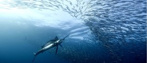 puerto vallarta fishing