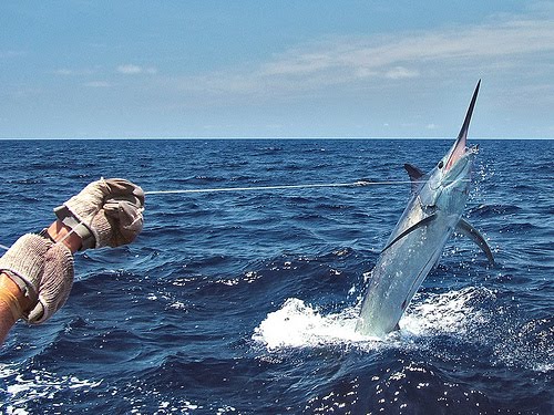 Puerto Vallarta Fishing