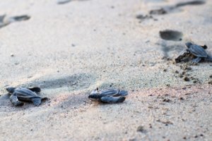 Leatherback Sea Turtles in Puerto Vallarta 