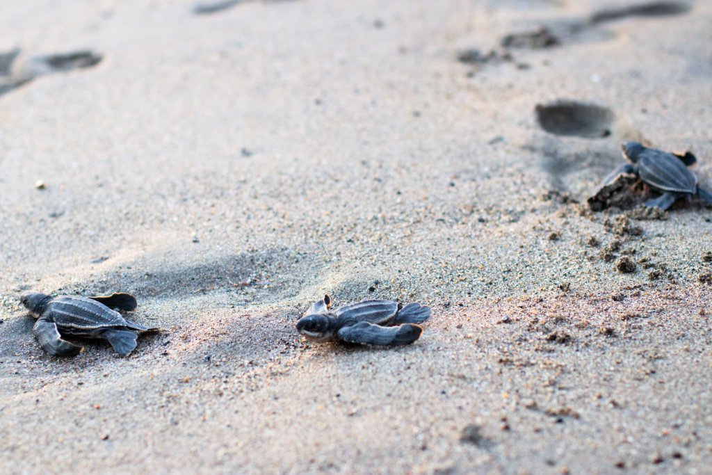 tortugas Laúd en Puerto Vallarta