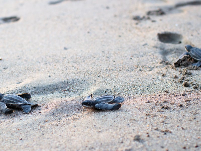 tortugas Laúd en Puerto Vallarta