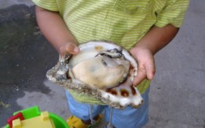 Oyster Festival, Bucerias