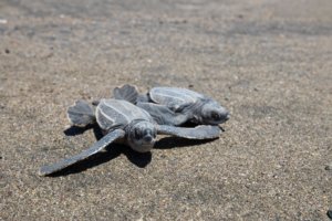 Tortuga Laúd en arena de Puerto Vallarta