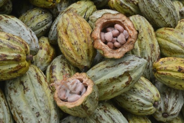 The Origin of Cocoa and a Delicious Recipe to Enjoy