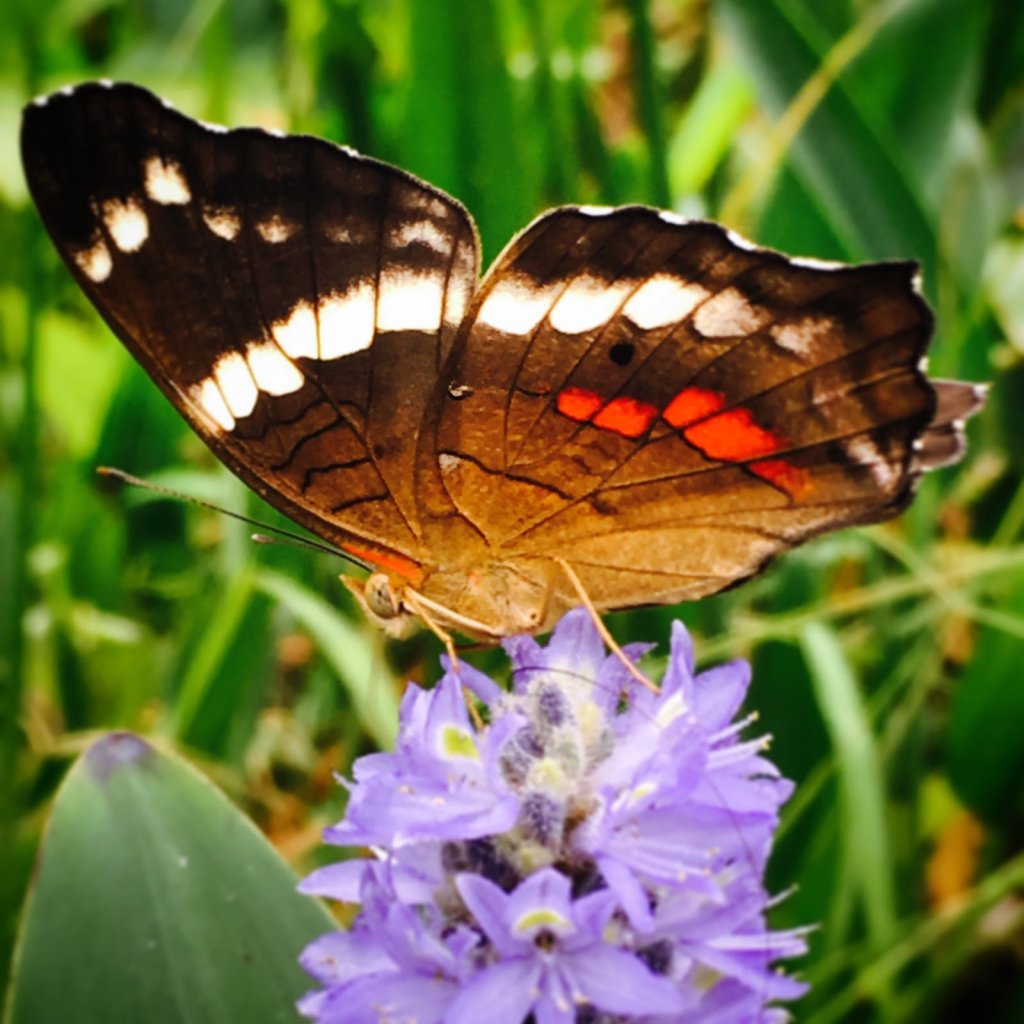 Botanical Garden