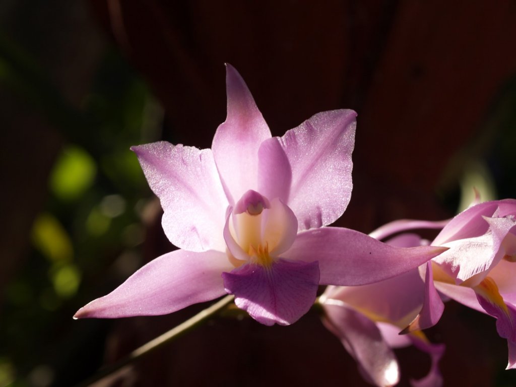  Orchidaceae 