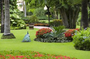 The majestic peacocks at Velas Vallarta