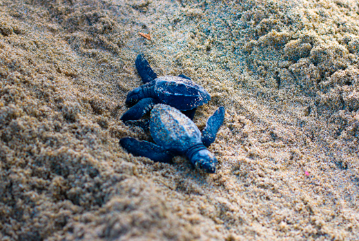 Liberación Tortuga Golfina Puerto Vallarta, México