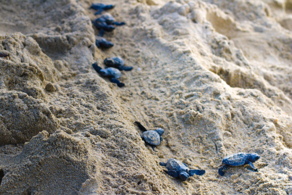 puerto-vallarta-2018-turtles-golfinas