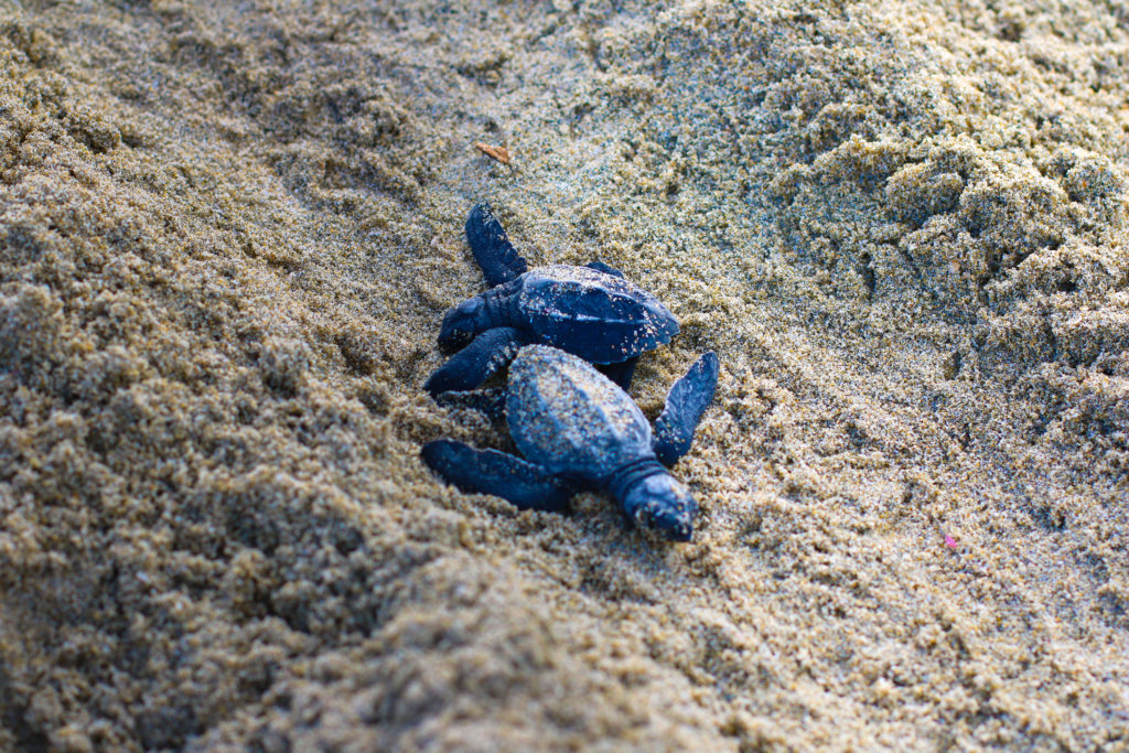 puerto-vallarta-turtles-golfinas