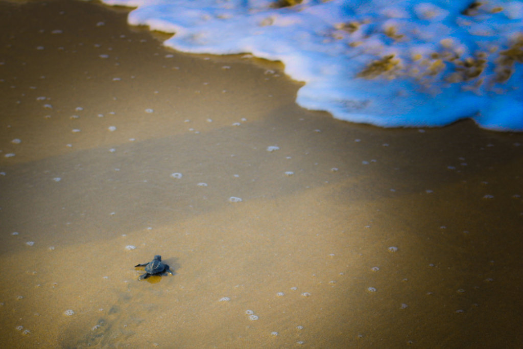 turtles-golfinas-puerto-vallarta-2018