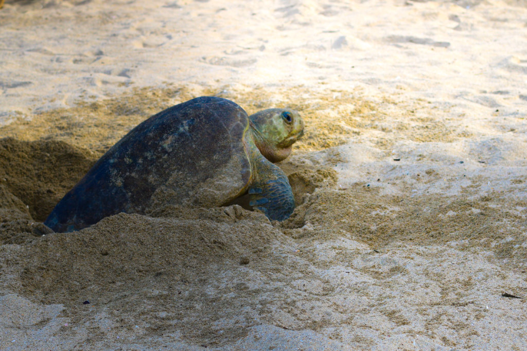 Turtles in Puerto Vallarta