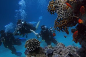 two scuba divers on a reef