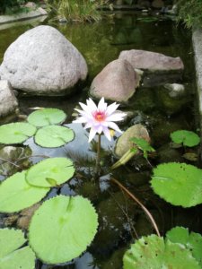 lotus flower in a pond of koi fish