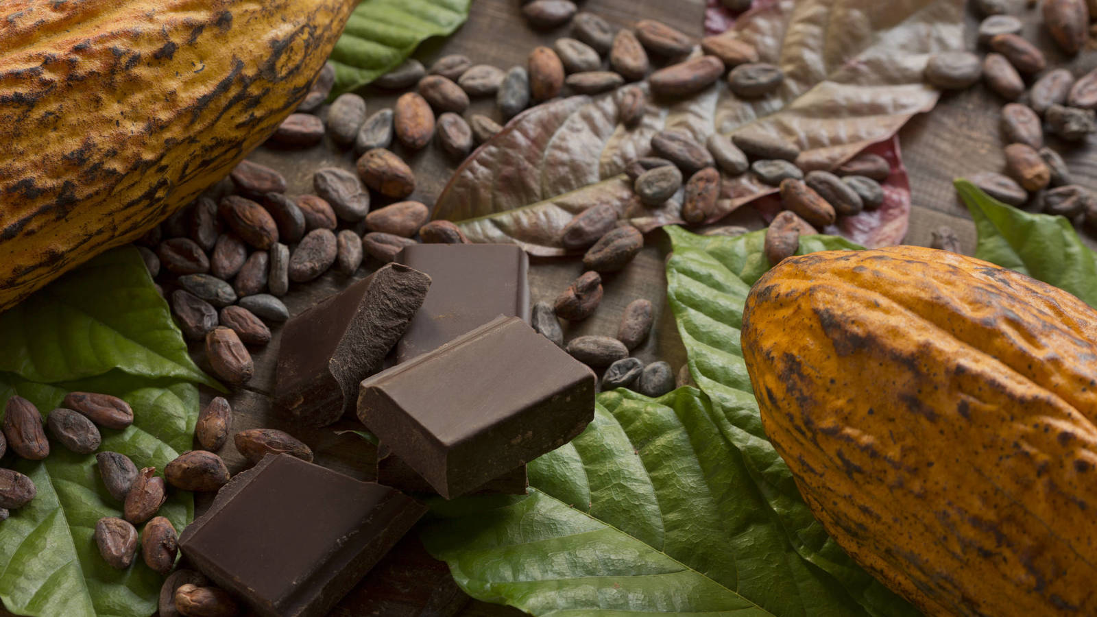 Cacao-and-chocolate