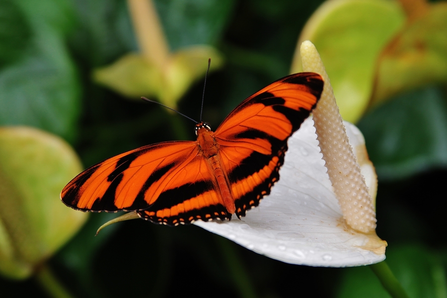 A closeup shot of a butterfly, the totem of SE Spa in Grand Velas Riviera Nayarit
