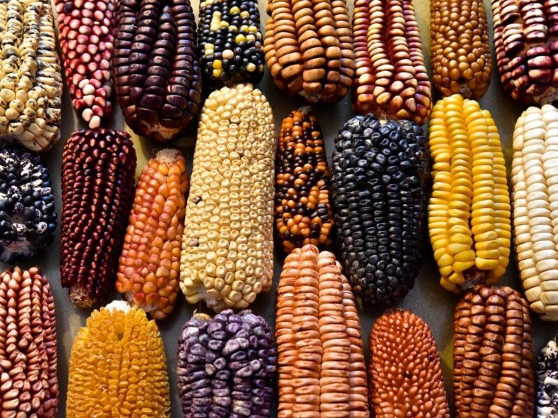 Mexico-corn
