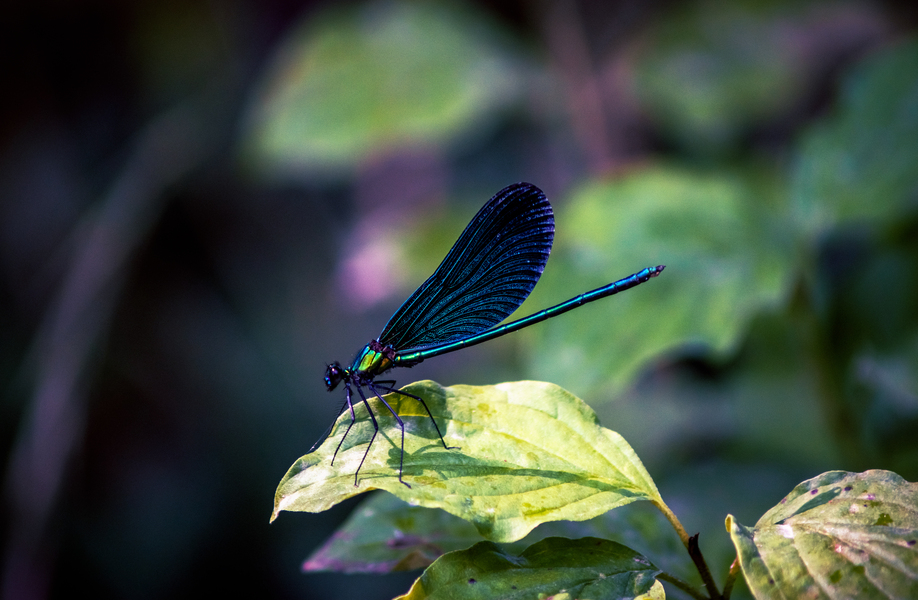 Emerald dragonfly, totem of SE Spa in Grand Velas Los Cabos