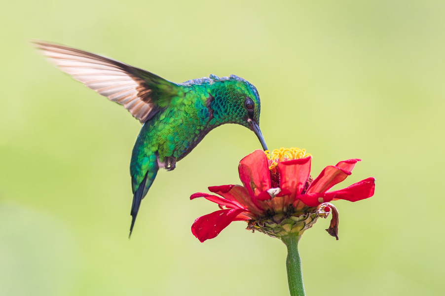 Beautiful hummingbird, totem of SE Spa in Grand Velas Riviera Maya